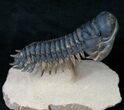 Large Crotalocephalina Trilobite - Flying Prep #16332-1